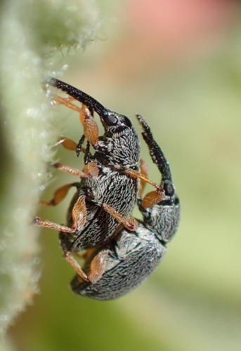 Rhopalapion longirostre